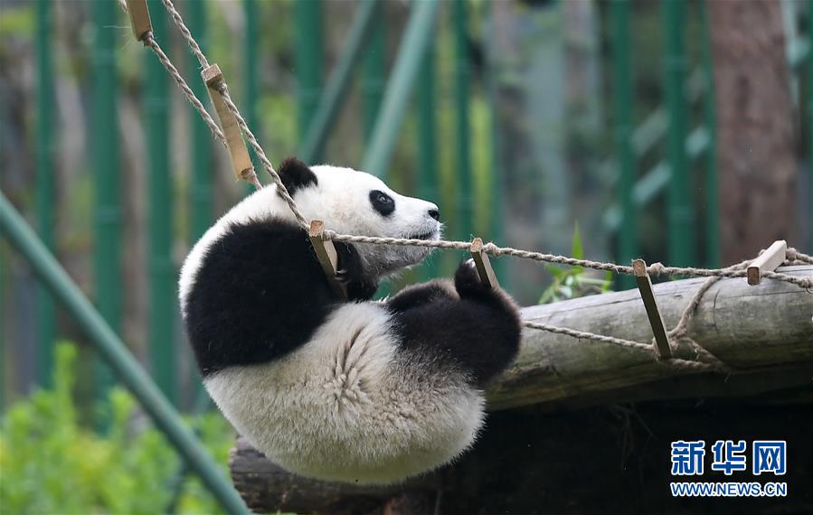 （图文互动）（3）2019大熊猫最新数据发布：全球圈养大熊猫数量达600只