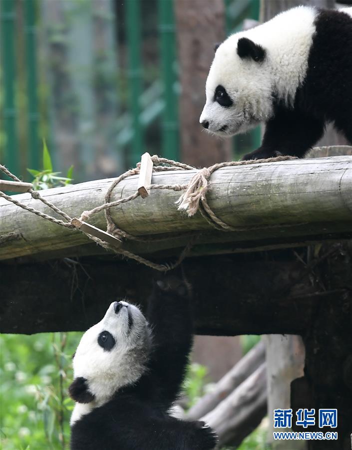 （图文互动）（4）2019大熊猫最新数据发布：全球圈养大熊猫数量达600只