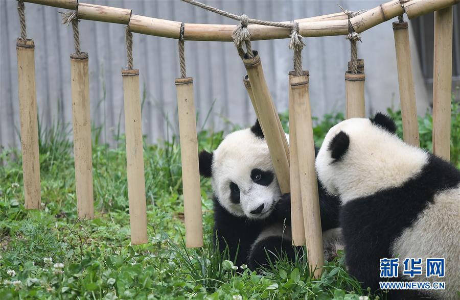 （图文互动）（5）2019大熊猫最新数据发布：全球圈养大熊猫数量达600只