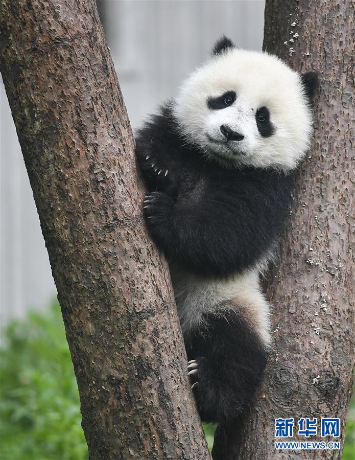 （图文互动）（6）2019大熊猫最新数据发布：全球圈养大熊猫数量达600只