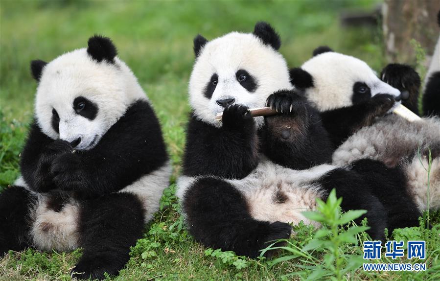 （图文互动）（7）2019大熊猫最新数据发布：全球圈养大熊猫数量达600只