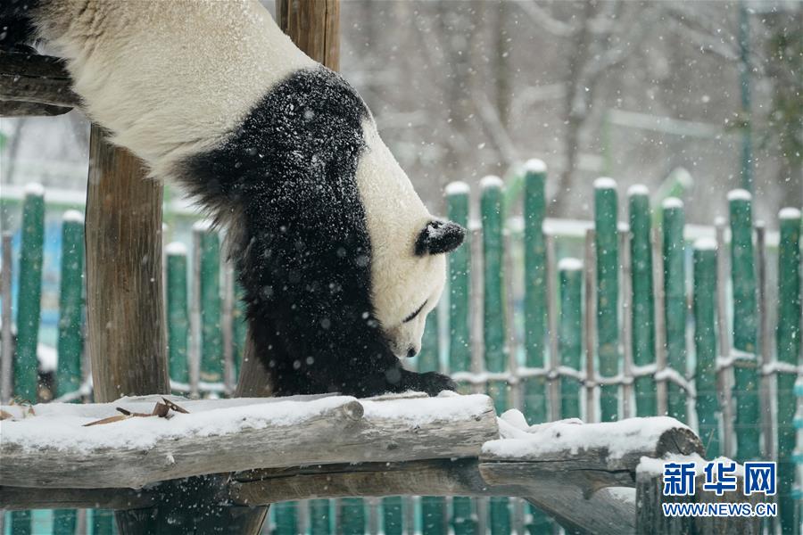 （社会）（2）大熊猫享受“雪季”
