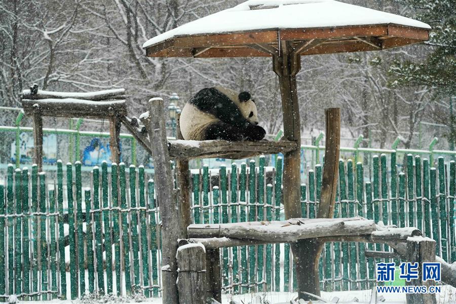 （社会）（3）大熊猫享受“雪季”
