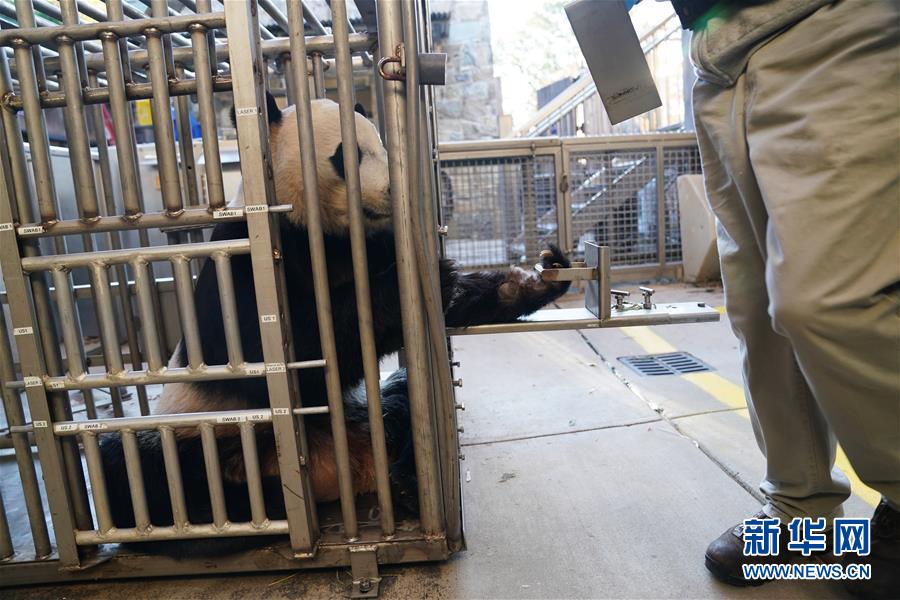 （国际）（4）旅美大熊猫“贝贝”接受回国前最后一次体检