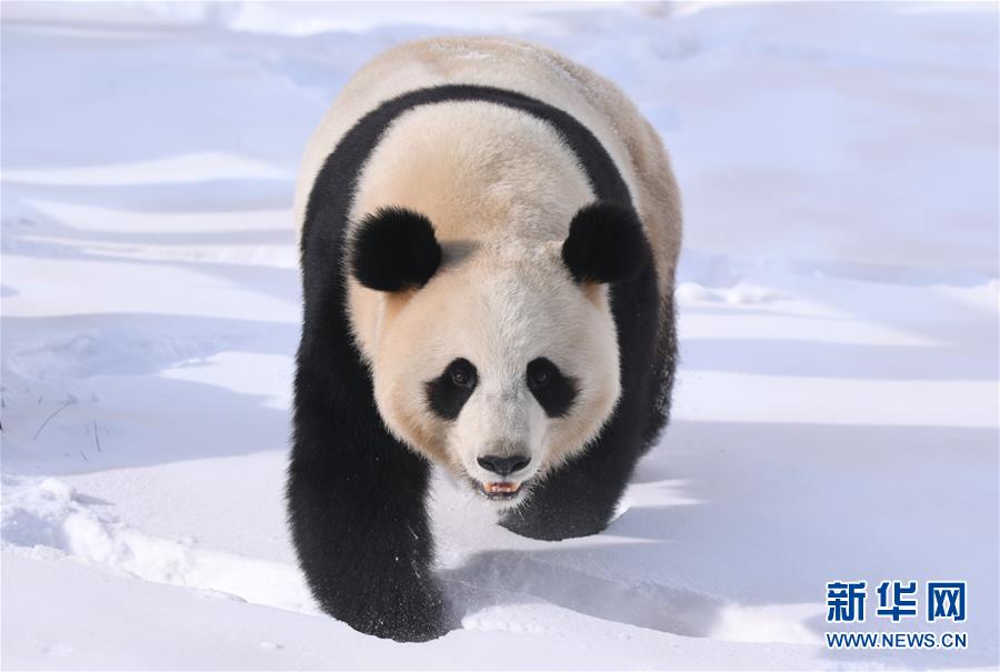 （社会）（2）大熊猫雪后“撒欢”