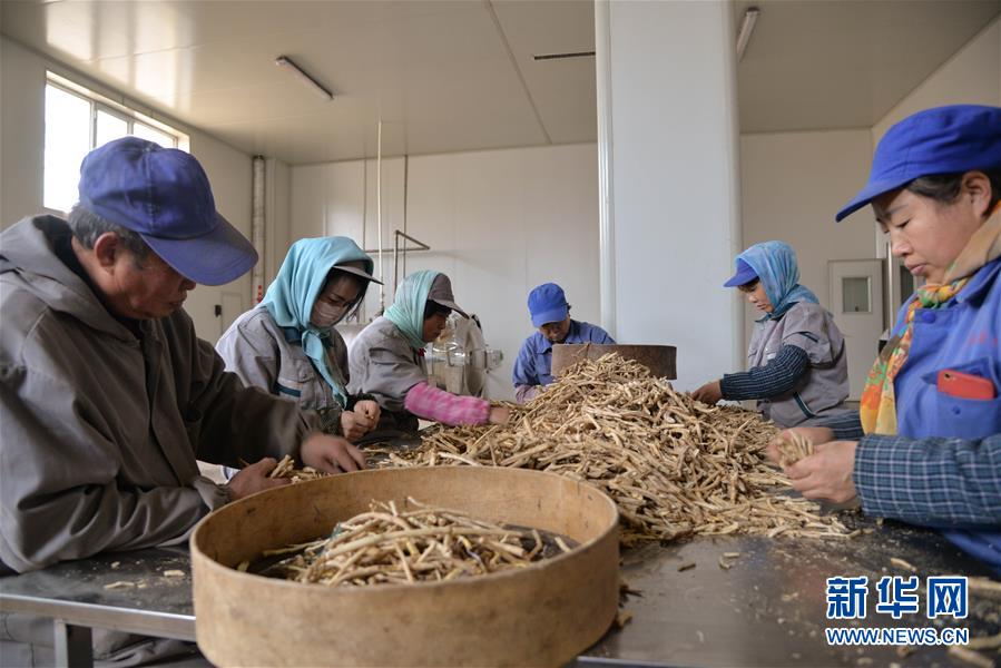 （经济）（1）内蒙古赤峰：中药材产业助力脱贫攻坚