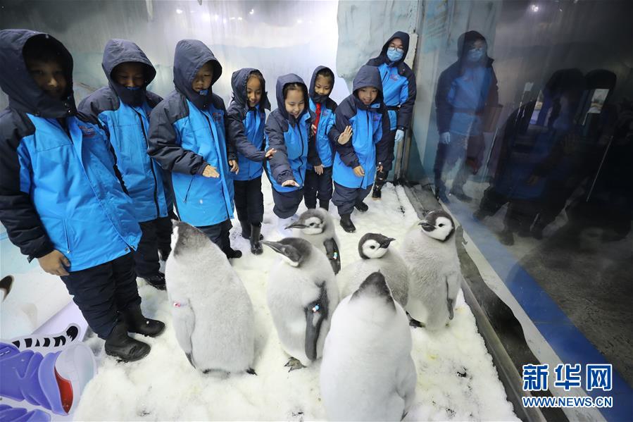 （社会）（1）广东珠海：小学生零距离接触帝企鹅