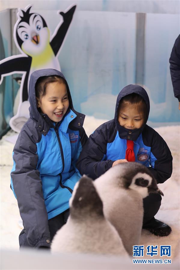 （社会）（2）广东珠海：小学生零距离接触帝企鹅