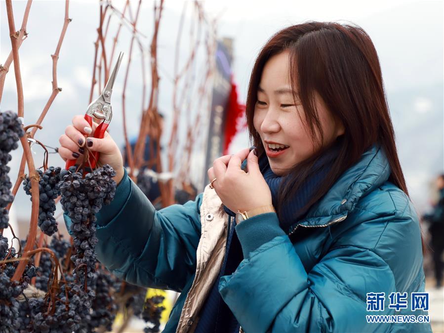 （经济）（4）2019集安鸭绿江河谷冰葡萄酒节开幕