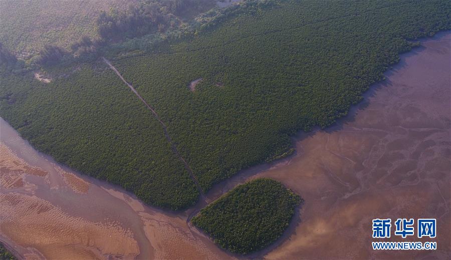 （环境）（2）海南将加强红树林保护修复