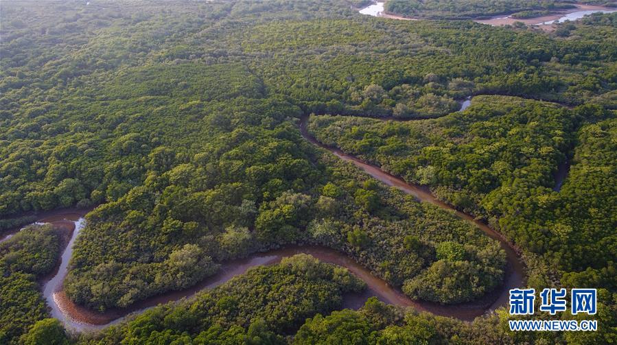 （环境）（3）海南将加强红树林保护修复