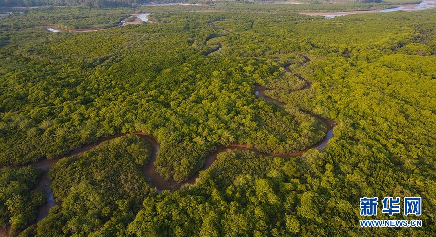 （环境）（4）海南将加强红树林保护修复