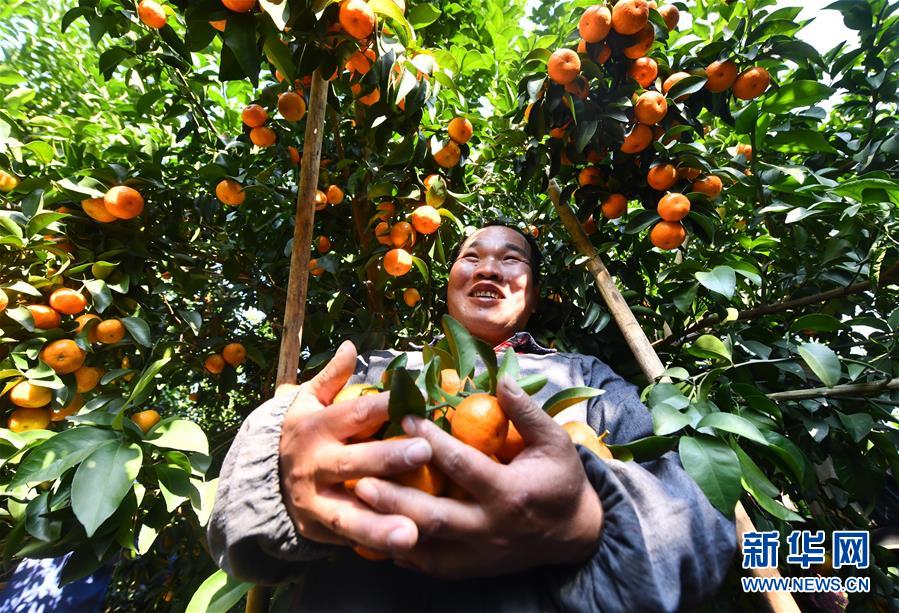 （经济）（3）可爱的乡村——广西鹿寨县橘橙丰收