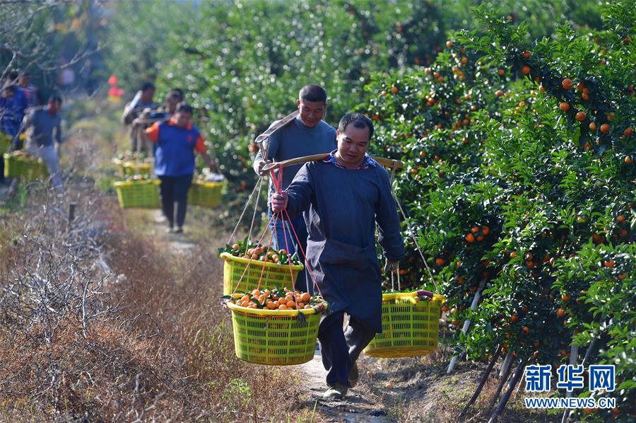 （经济）（4）可爱的乡村——广西鹿寨县橘橙丰收
