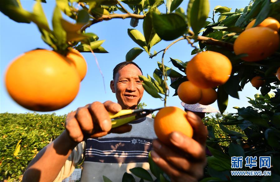 （经济）（5）可爱的乡村——广西鹿寨县橘橙丰收