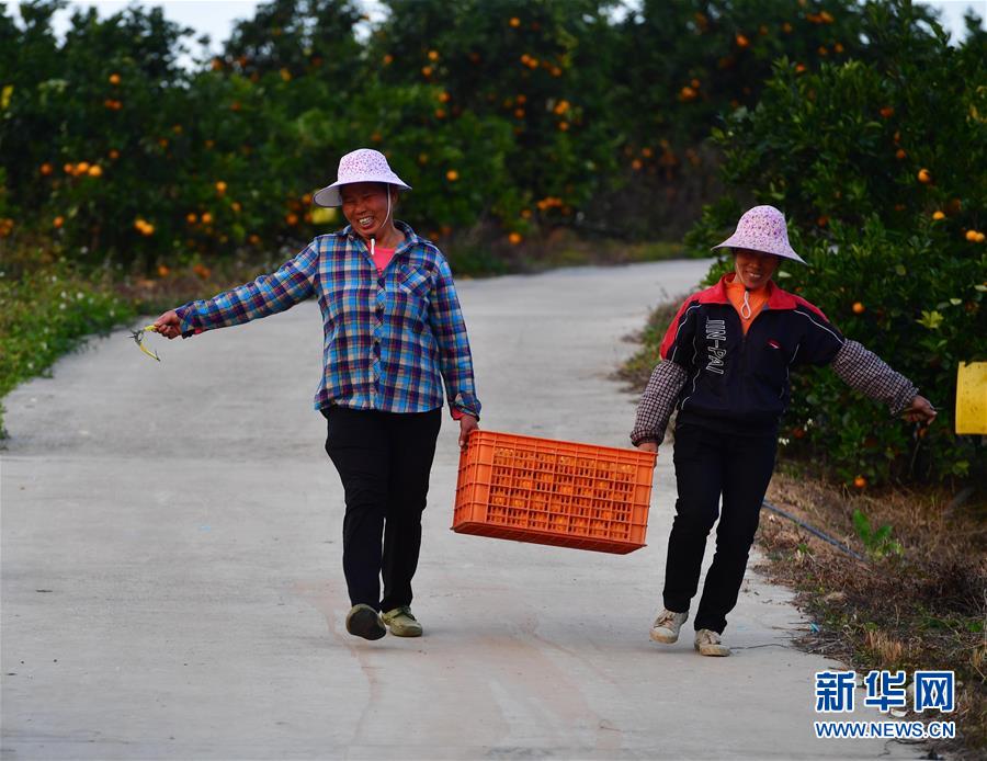 （经济）（6）可爱的乡村——广西鹿寨县橘橙丰收