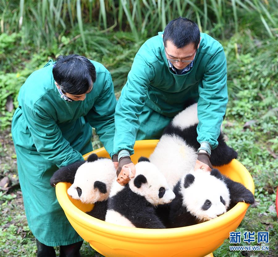 （社会）（2）重庆：4只半岁大熊猫户外庆祝半岁生日
