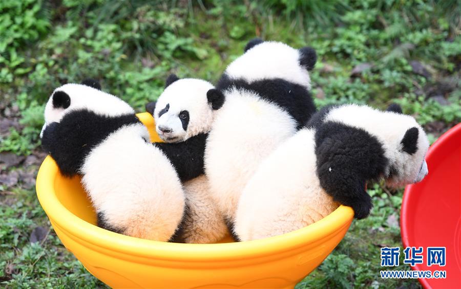 （社会）（3）重庆：4只半岁大熊猫户外庆祝半岁生日