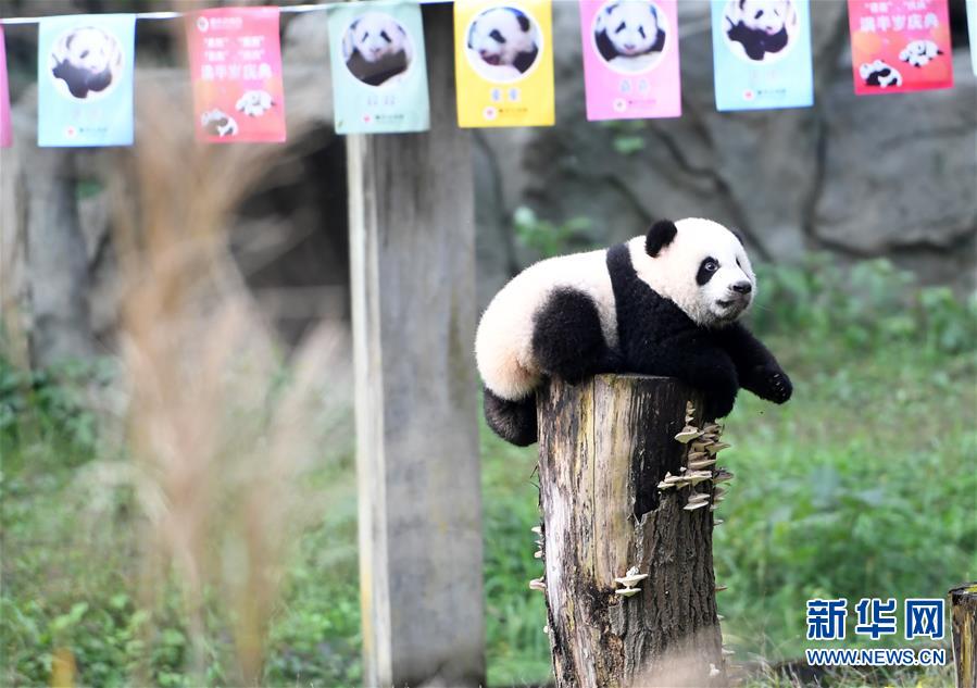 （社会）（5）重庆：4只半岁大熊猫户外庆祝半岁生日