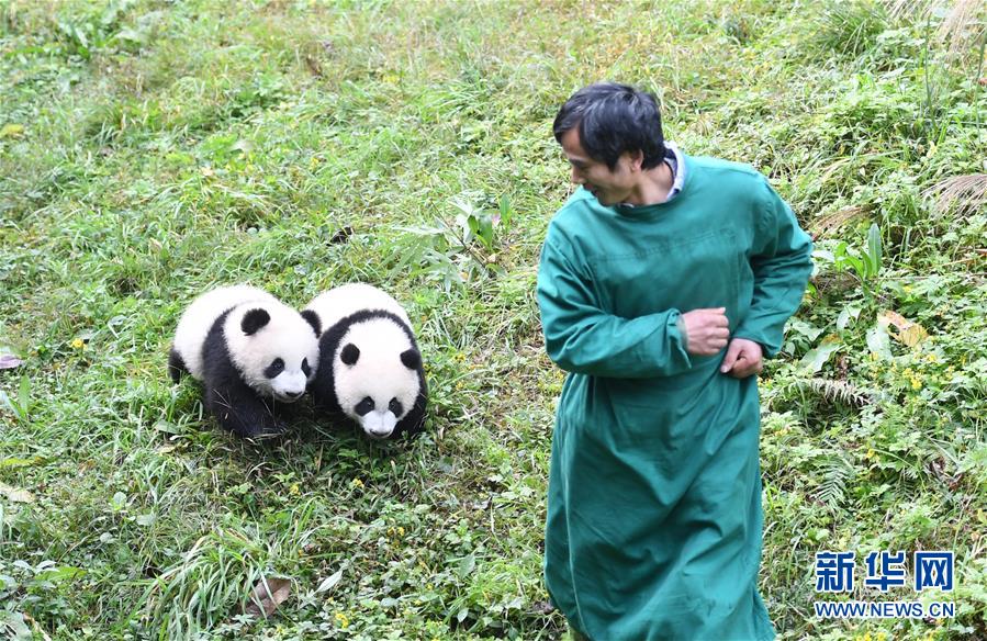 （社会）（6）重庆：4只半岁大熊猫户外庆祝半岁生日
