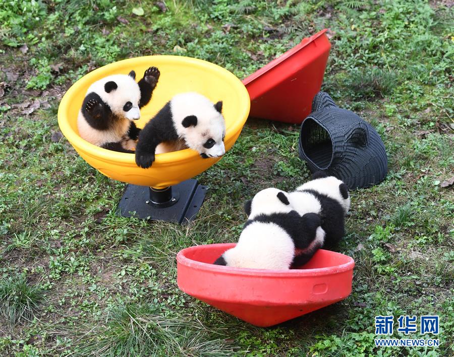 （社会）（7）重庆：4只半岁大熊猫户外庆祝半岁生日