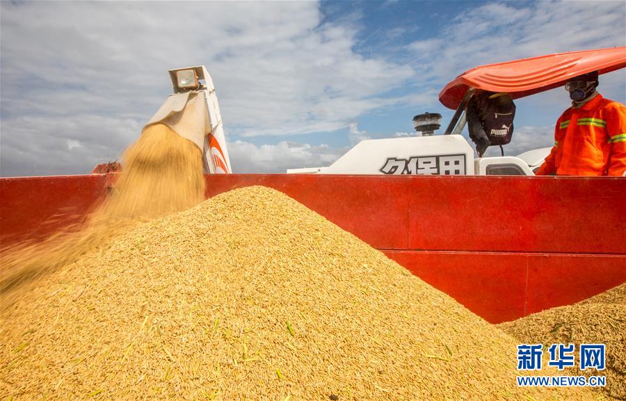 （国际）（3）中国农业技术帮助莫桑比克改善粮食问题