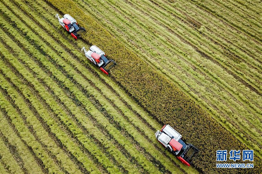 （国际）（6）中国农业技术帮助莫桑比克改善粮食问题