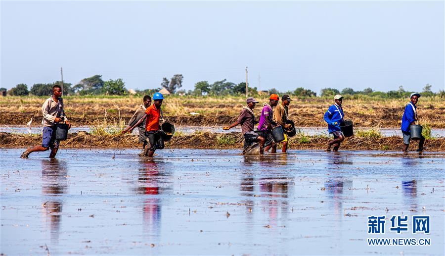 （国际）（14）中国农业技术帮助莫桑比克改善粮食问题
