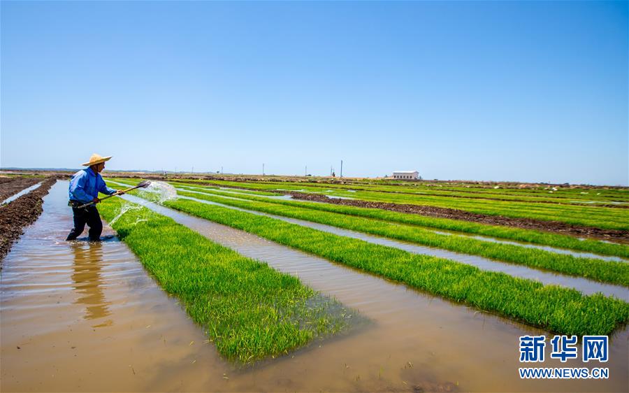 （国际）（15）中国农业技术帮助莫桑比克改善粮食问题