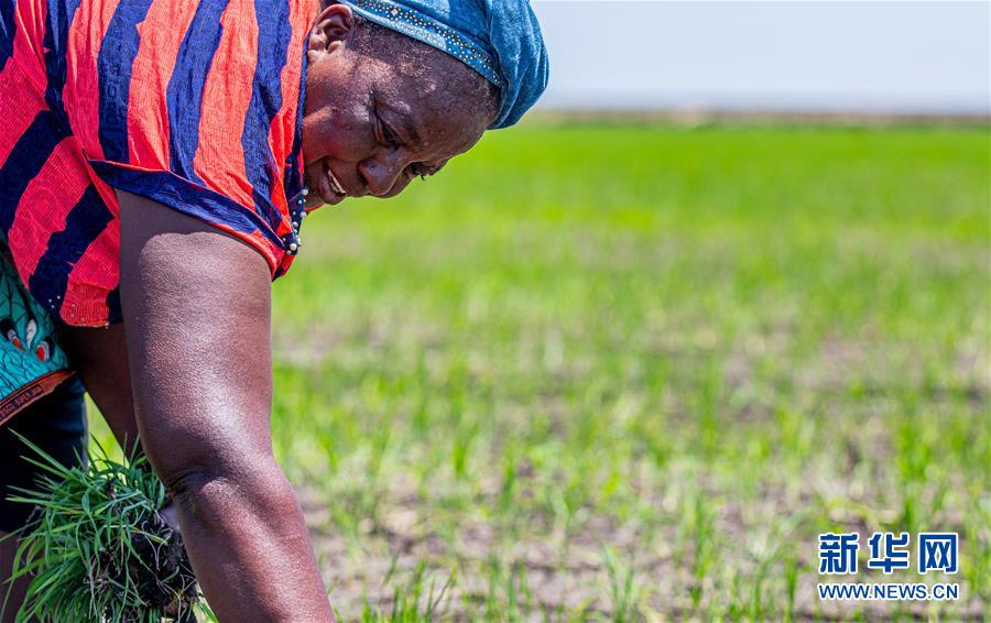 （国际）（18）中国农业技术帮助莫桑比克改善粮食问题