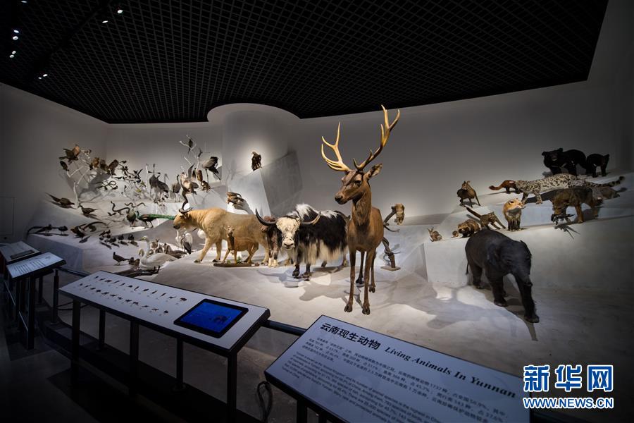 （社会）（8）云南澄江化石地自然博物馆基本建成