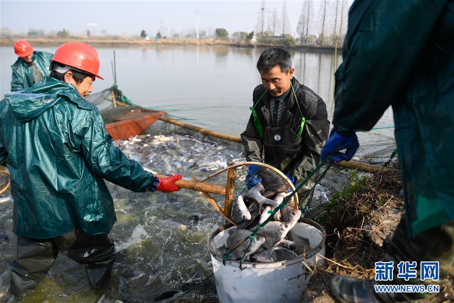 （经济）（4）浙江湖州：冬季捕鱼庆丰年