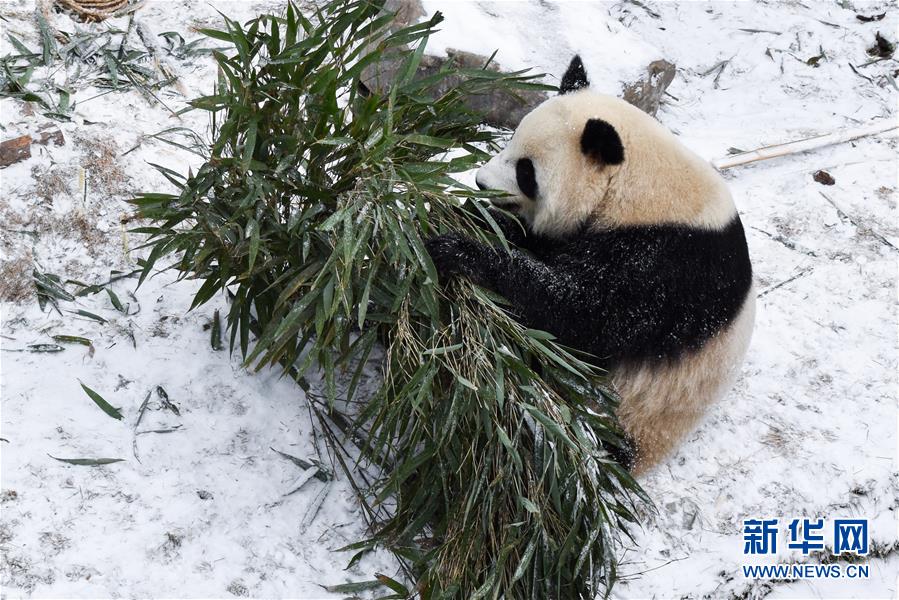 （社会）（1）熊猫戏初雪