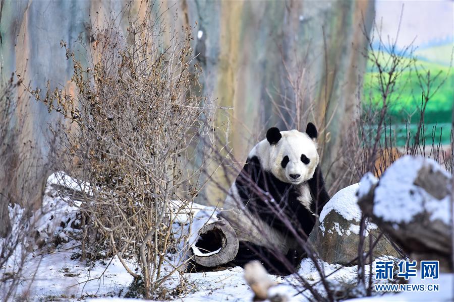（社会）（3）熊猫戏初雪