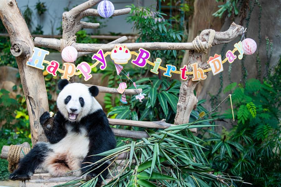 （国际）（11）马来西亚为在马出生的大熊猫“谊谊”庆生
