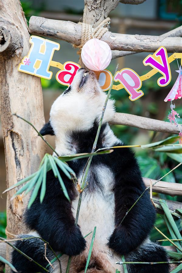 （国际）（4）马来西亚为在马出生的大熊猫“谊谊”庆生