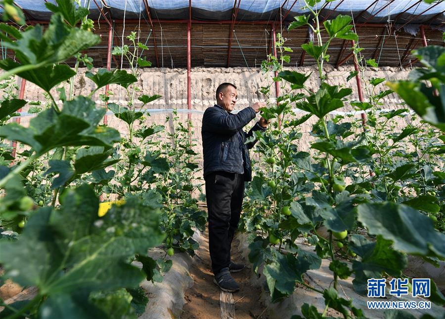 （新春走基层）（5）陕西延安：设施农业助增收