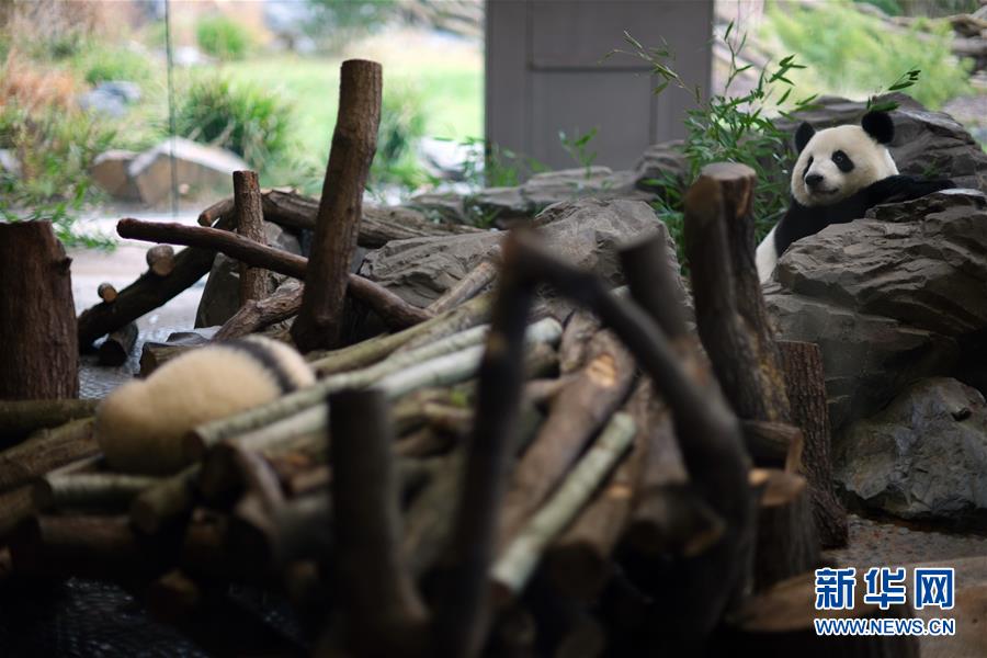 （国际）（2）柏林动物园大熊猫幼崽首次与公众见面