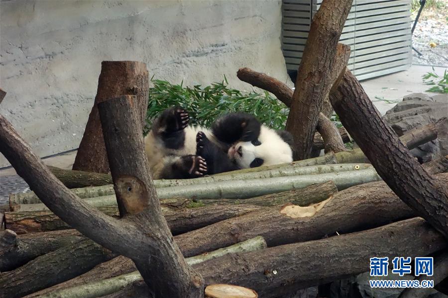 （国际）（3）柏林动物园大熊猫幼崽首次与公众见面
