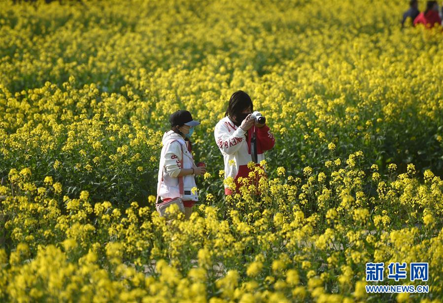 （环境）（3）杭州：油菜花开春意浓