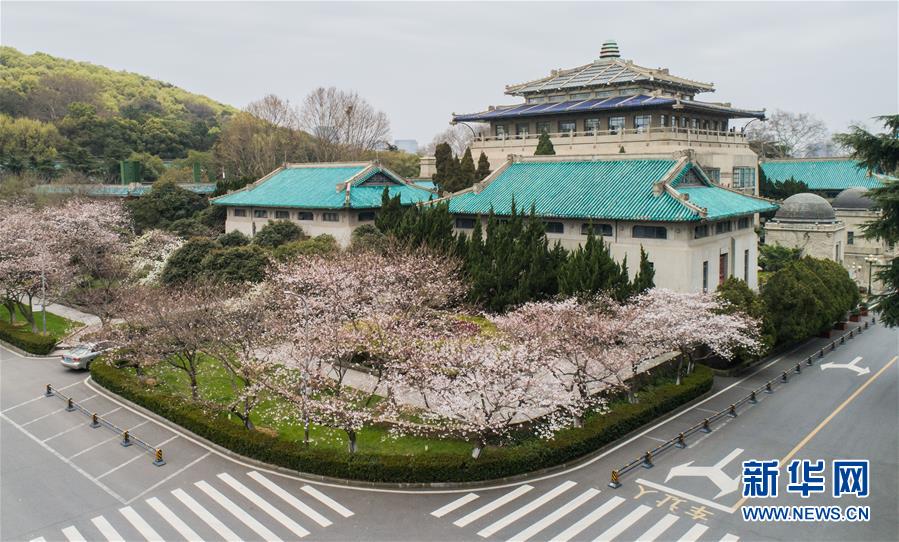 （聚焦疫情防控）（1）武汉大学开通“云赏樱” 向公众展示校园樱花美景