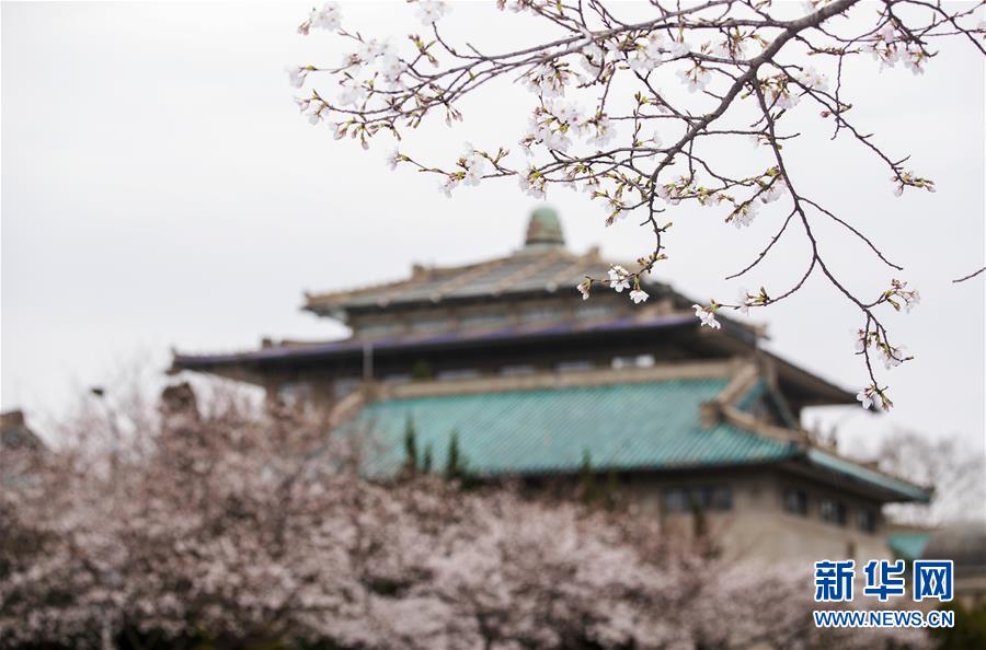 （聚焦疫情防控）（2）武汉大学开通“云赏樱” 向公众展示校园樱花美景