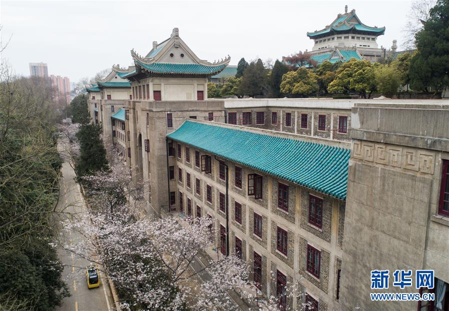 （聚焦疫情防控）（3）武汉大学开通“云赏樱” 向公众展示校园樱花美景