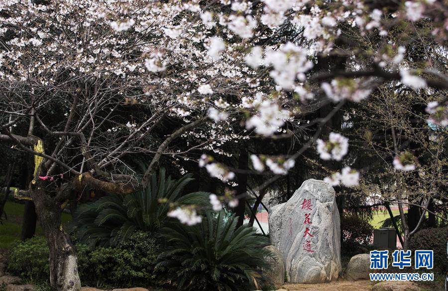 （聚焦疫情防控）（9）武汉大学开通“云赏樱” 向公众展示校园樱花美景