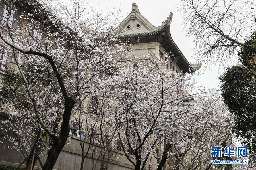 （聚焦疫情防控）（10）武汉大学开通“云赏樱” 向公众展示校园樱花美景