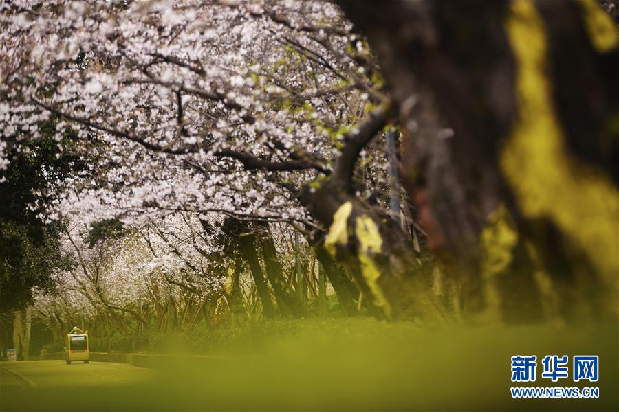 （聚焦疫情防控）（11）武汉大学开通“云赏樱” 向公众展示校园樱花美景