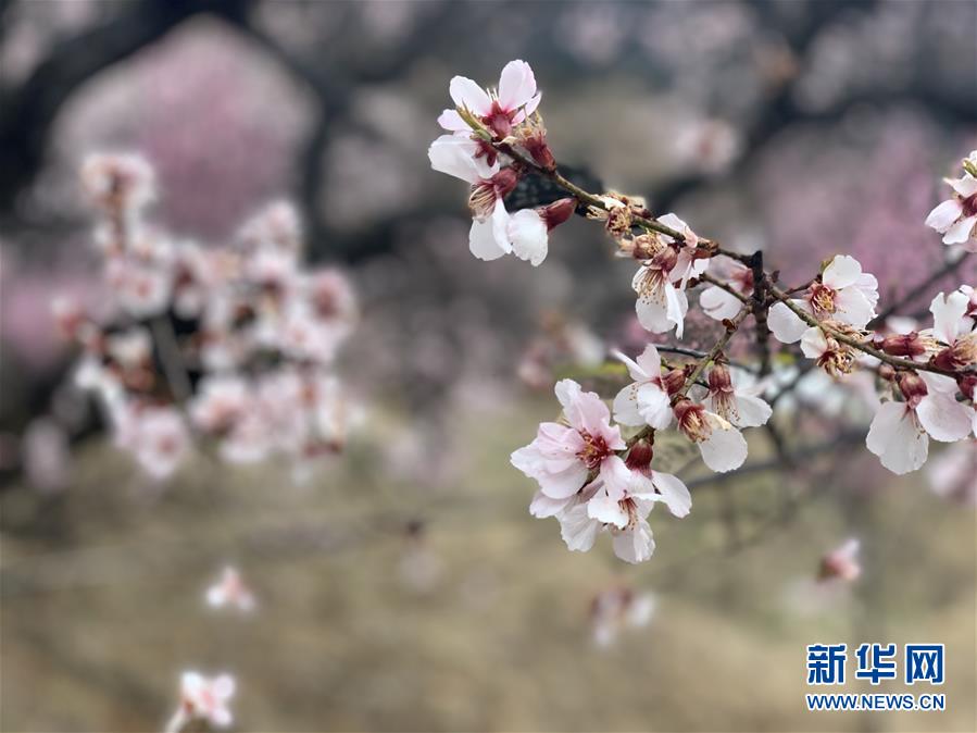 （图文互动）（1）高原花儿开，静待游客来——西藏林芝首次启用5G直播呈现桃花美景 