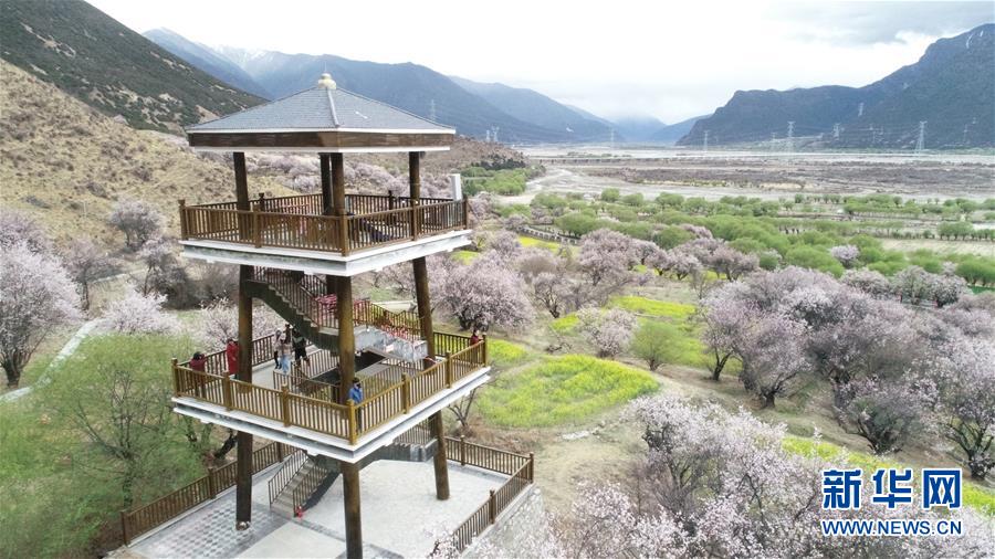 （图文互动）（2）高原花儿开，静待游客来——西藏林芝首次启用5G直播呈现桃花美景 