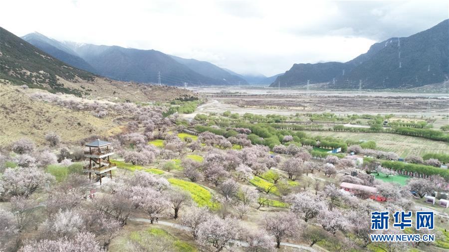 （图文互动）（3）高原花儿开，静待游客来——西藏林芝首次启用5G直播呈现桃花美景 
