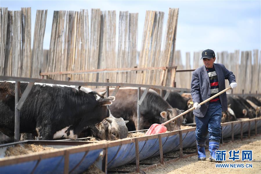 （社会）（1）新疆塔城：龙头企业带动农牧民巩固脱贫攻坚成果